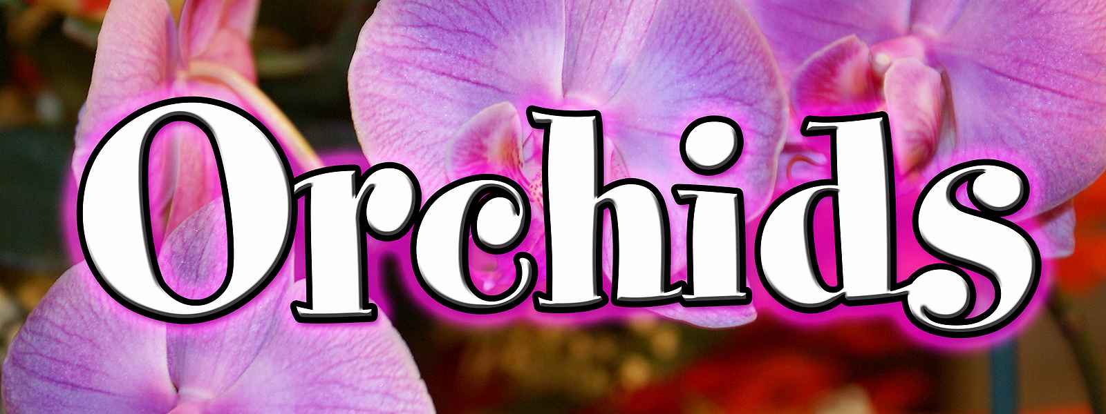 ORCHIDS DECAL sticker flower orchid stand bulb florist shop roses daisy